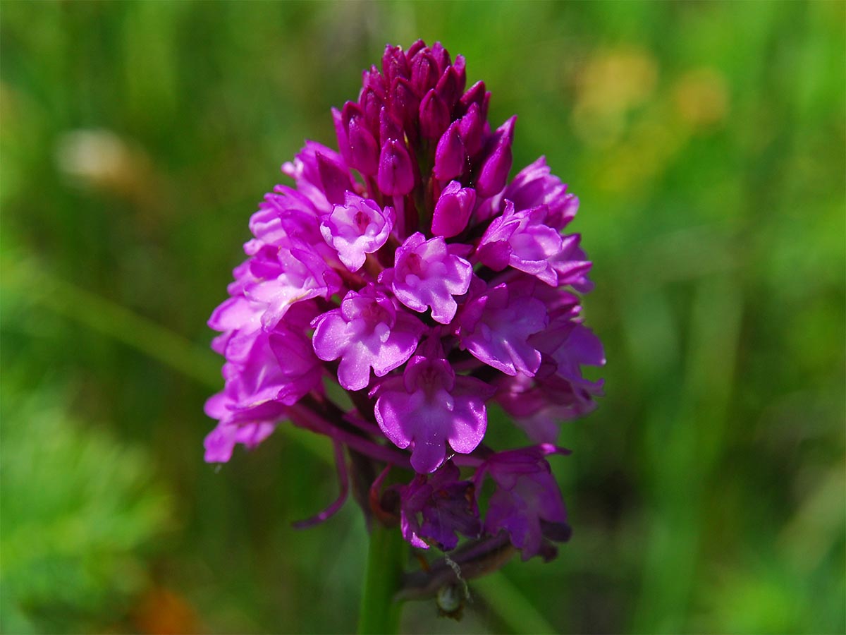 Anacamptis pyramidalis